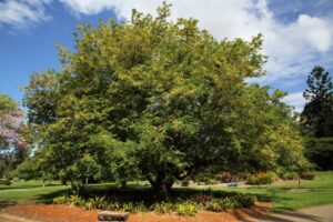 Un albero di tamarindo in una scena di natura primordiale una pianta odorosa che si staglia contro un cespuglio allombra di un boschetto in una delle tante aree allaperto che offre uno splendido bosco