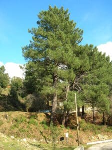 Un boschetto di sempreverdi, composto da pini marittimi, abeti e altre conifere, è uno spettacolo della natura che offre una ricca vegetazione perenne Ammirate questo paesaggio incontaminato, ricco di alberi evergreen che formano uno splendido bosco!