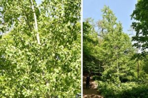 Questa immagine mostra una meravigliosa foresta incontaminata, con una varietà di piante e animali Il pioppo tremulo è di colore chiaro e dà al paesaggio unatmosfera rilassata Le quercie e i tigli offrono ombra e una grande varietà di fauna selvatica prospera sotto di esse Una persona è in piedi in una piccola radura, circondata da alberi, erba e terra, godendo appieno lincantevole bellezza della natura