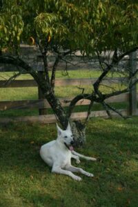 Questa foto ritrae un albero Arizona bianco, a simboleggiare una natura selvaggia CatAlbero e Bosco, con la loro vegetazione, offrono una vista mozzafiato Un cane e un gatto si godono il sole del cortile, circondati da un prato verde e dai profumi della selva