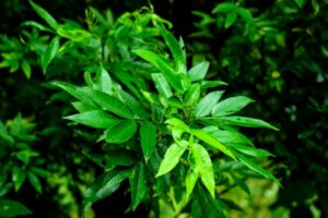 Questa immagine ci mostra una scena idilliaca di un bosco szechuan con piante erbacee e alberi in fiore Il pepe Szechuan, la foglia di pianta, la vegetazione e la terra sono tutti rappresentati qui, creando uno spettacolare scenario esterno