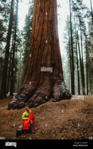 Unimmagine che ritrae un albero gigante rosso che sovrasta una persona, con un manto di verde e di vegetazione che si estende intorno a loro, simboleggia larmonia tra luomo e la natura Il tronco dellalbero è come una sentinella che unisce i due mondi, ricordandoci che siamo tutti legati al bosco e alla terra