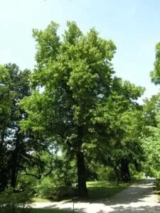Questa immagine ritrae un luogo incantevole e tranquillo un parco ricco di vegetazione con un boschetto di tigli, querce e altri alberi, che si estendono in una distesa di verde Unoasi di pace per rilassarsi e godersi la bellezza della natura