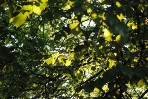 Questa immagine ritrae un albero magico in un boschetto verde le foglie dellalbero si estendono sulla vegetazione circostante, come se la terra si estendesse fino al cielo Il bosco è pieno di vita e vitalità, come se fosse una giungla