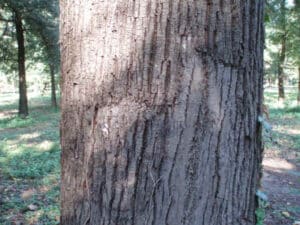 Questa immagine ritrae un albero tiglio Staghorn, una pianta nota per la sua caratteristica forma a corna di cervo In questo bosco, un marsupiale come il canguro, un mammifero appartenente alla famiglia dei marsupiali, è raffigurato mentre si arrampica sul tronco dellalbero La vegetazione rigogliosa della foresta aggiunge unatmosfera di serenità allimmagine