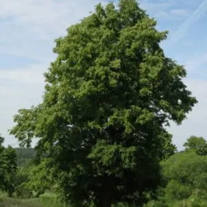 Un tiglio, una quercia, un acero e un albero magico allinterno di un bosco autunnale una meravigliosa vegetazione allaperto, una scena incantata