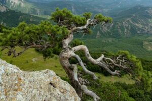 Un pino contorto montano, un meadowalbero, una pianta in vaso, e una splendida vista di legno, vegetazione e natura allaperto Un meraviglioso bosco con un pendio di prato che si estende fino allorizzonte Uno spettacolo mozzafiato per la vista