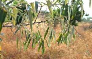 Questa immagine ritrae una scena di un ulivo selvatico in una zona di bush vegetazione Un albero si erge su un terreno erbaceo, circondato da un boschetto di cespugli, alcune foglie e dellerba Il sole crea unatmosfera di serenità nella fitta vegetazione