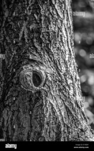 Questa immagine mostra un albero di Salice Nero, con le sue lunghe radici che si estendono dal tronco e affondano nel terreno, creando un profondo buco intorno alla base dellalbero Le radici sono una parte essenziale della pianta, fondamentali per garantire la stabilità e lapporto di acqua e nutrienti