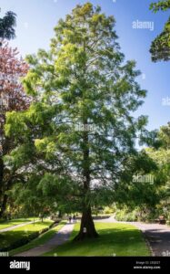 Un gigante dorato rosso e un bus a forma di albero, si fermano allombra di un grande tronco Una persona cammina attraverso lerba del parco, circondata da una lussureggiante vegetazione, conifere e boschi Una scena idilliaca in cui un autobus a forma di albero si fonde con la natura