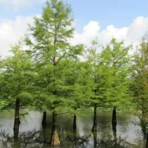 Questa immagine ritrae un calvo cipresso che svetta fiera in mezzo a una palude in uno scenario naturale allaperto Lalbero conifera è immerso nella terra e circondato da acqua che crea uno scenario sereno, con un larice che sfuma sullo sfondo Una scena incantevole per rilassarsi e apprezzare la natura