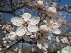 Un albero di prugno in fiore, con i suoi petali colorati e la fioritura di ciliegio che attira un uccello curioso Unimmagine che rappresenta la bellezza della natura