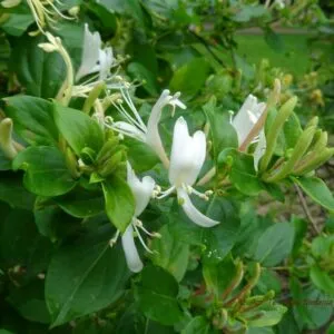 Un fiore di caprifoglio dai petali di antere bianche e vellutate che si staglia su una verde vegetazione di Araceae