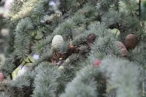 Questa foto mostra una vista suggestiva di un cedro atlante, una conifera che appartiene alla famiglia degli alberi di abete, pino e larice, con un cane e un uccello che volano attorno ad esso Un po più in lontananza, si può anche vedere un ananas e un albero di pino che contribuiscono a creare uno scenario davvero unico