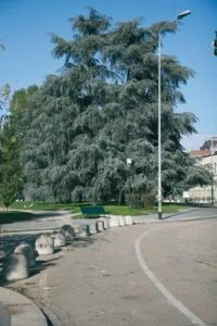 Limmagine mostra unantica strada di campagna, lastricata di asfalto scuro, che è fiancheggiata da una panchina in legno e da alberi secolari, tra cui si distinguono un Cedro dellAtlante e un Abete Allorizzonte, un sentiero di terra conduce a un tronco di albero caduto sul marciapiede Uno scorcio di bellezza naturale e di antichità