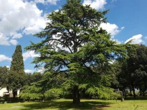 Unimmagine di unimponente albero di conifera, un abete o un pino, con le sue rami carichi di aghi di cedro dellAtlantico, che si erge imponente contro lorizzonte