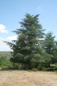 Unimmagine di unimponente albero di conifera, un abete o un pino, con le sue rami carichi di aghi di cedro dellAtlantico, che si erge imponente contro lorizzonte