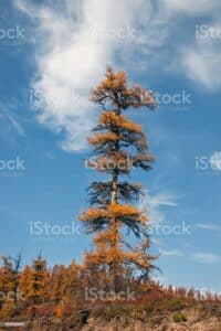 Guarda questo magnifico albero di cedro conifera siberiana un esemplare dal tronco imponente e dalle foglie aghiformi che si stagliano sullorizzonte Un vero gioiello della natura, simbolo di forza e di resistenza