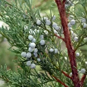 Immagine di un Cedro della Virginia un albero conifera con deliziose bacche di mirtillo, una fonte di cibo sano e nutriente, sia come frutta che come verdura Un prodotto naturale eccellente!