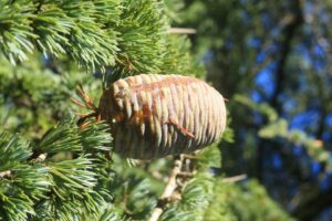 Unimmagine che mostra un cedro atlante, una pianta di muschio, un albero conifera, un pino, un abete, un larice e dei funghi tutti elementi che compongono la magnifica foresta di Moss