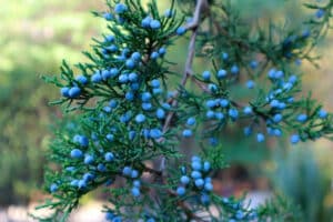 Un albero di cedro della Virginia riccamente carico di bacche di mirtillo, una deliziosa fonte di cibo e frutta di prodotti conifere