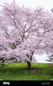 Questa fotografia ritrae la magnificenza di un albero di Yoshino ciliegio in fiore, la cui bellezza è una combinazione di una magnifica pianta, una volta di erba e una cascata di fiori di ciliegio Una vista mozzafiato!