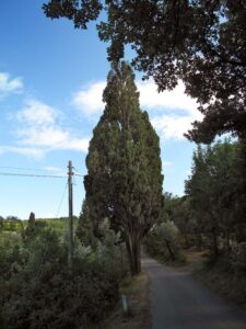 Un cipresso baldacchino attorniato da conifere in un parco cittadino, una strada che si snoda tra la vegetazione, un palo di utilità e un pino che si staglia allorizzonte ParkAlbero, la natura incontra la città