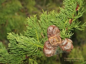 Questa foto cattura lessenza della natura della California una Cypress Monterey, un albero conifera, un abete, un pino, un insetto invertebrato BeetlePianta e un coleottero su un larice