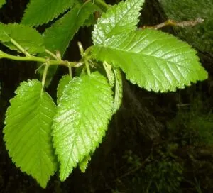 Un olmo comune cresce tra la vegetazione, con le sue foglie verdi e le sue fronde dargento, i suoi fiori bianchi e profumati della famiglia Annonaceae e le sue piccole piante erbacee e arbusti Una vera bellezza della natura!