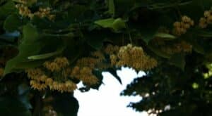 Questa immagine ritrae un albero di sassafras con le sue foglie verdi ed erbacee, che si estendono tra le chiome di una quercia ed un sicomoro La vegetazione circostante, insieme ai fiori colorati della pianta, creano una scena che trasmette la pace e la serenità della natura