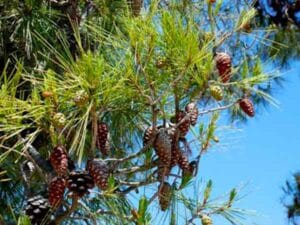 Unimmagine che ritrae un albero Banksia, una pianta da frutto, un pino conifera, un larice, unaragosta, frutti di mare, un ananas e frutta Uno sfondo di natura incontaminata, ricco di sapori, colori e profumi del mare e della terra Una composizione di alberi, piante e frutti che insieme creano unarmonia di bellezza e bontà