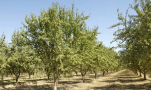 Questa fotografia ritrae un boschetto di alberi di mandorle, una pianta che cresce spontaneamente in natura La vegetazione, il cespuglio, la frutta e latmosfera allaperto rendono questo bosco un luogo incantevole Una visione piacevole e rilassante per chi ama la natura