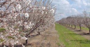 Questa immagine mostra una scenografia naturale allaperto con unabbondanza di vegetazione e frutta Il paesaggio è punteggiato da mandorle dolci e fiori, creando una vista straordinaria La bellezza della natura è qui a portata di mano