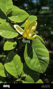 Questa immagine ritrae un albero magnolia dolce nella sua bellezza, con una grande foglia verde e un fiore bianco delicato e dolce La pianta appartiene alla famiglia Annonaceae, ed è tipica della foresta pluviale I suoi petali morbidi e dolci creano una scena davvero incantevole, e sono un vero piacere per gli occhi La vegetazione che li circonda rende questo paesaggio uno dei più affascinanti del mondo