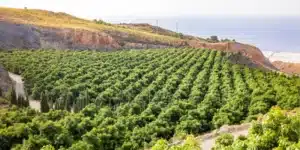 Un medico che offre una cura accurata per trovare un rimedio unanalisi dei benefici della montagna e dellavocado