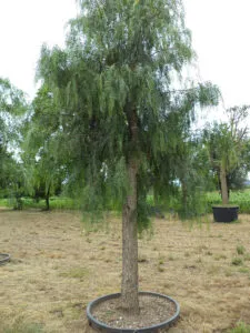 Un falso pepe OakPianta che cresce su un tronco di una vecchia quercia, circondato da vegetazione conifera e salici Una scena naturale, che ricorda un antico albero, racconta storie di tempo che passa