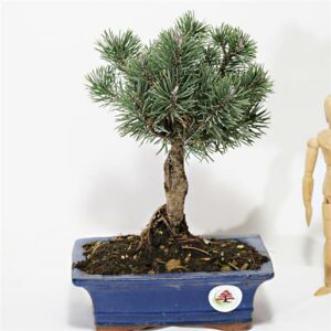Una persona che ammira una pianta di pino mugo in vaso, una conifera dal caratteristico aspetto di bonsai