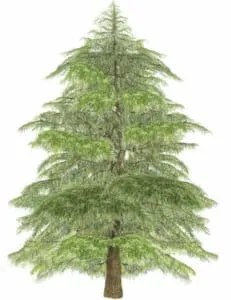 Questa immagine mostra un cedro himalaico, una conifera appartenente alla famiglia degli abeti, pini e larici Una pianta longeva e resistente, che crea un bellissimo paesaggio, ricco di colori e di fragranze
