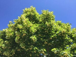 Un albero americano robusto con una ricca vegetazione circostante foglie verdi, brillanti fiori, cespugli e una piantagione lussureggiante Unimmagine idilliaca di un bosco ricco di vita