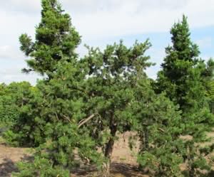 Questa immagine mostra una pianta di banksia, un albero conifera conosciuto anche come Redwood, insieme a una vegetazione di pini e abeti La Sequoia è una delle più grandi conifere che crescano sulla Terra ed è una delle più grandi e longeve piante del Mondo!