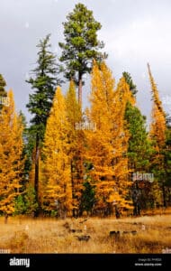 Questa immagine mostra un larice americano, un conifero imponente che fa parte della famiglia delle conifere È un albero di grandi dimensioni che può raggiungere fino a metri di altezza La sua chioma è densa e la sua chioma di larici forma una bellissima parte della vegetazione