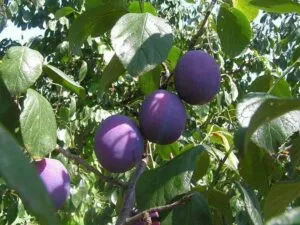 Un albero di prugne che produce una deliziosa varietà di frutta, tra cui prugne, pere e mele una pianta ricca di cibo sano!