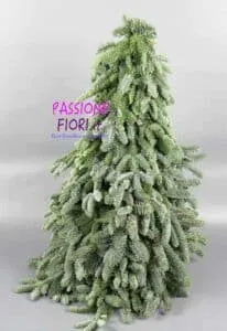 Questa foto mostra un magnifico esemplare di Abete Normanno, una delle conifere più apprezzate per le tradizionali decorazioni natalizie Non solo è uno splendido albero di Natale, ma è anche una delle piante più resistenti, adatta a diversi terreni ed ambienti Ideale per le celebrazioni del festival delle festività natalizie, un abete di questo tipo rappresenta una scelta perfetta per chi cerca un albero di natale dal carattere unico