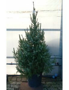 Lalbero di Natale dellAbete Henderson con il suo bianco candido è il simbolo di un inverno magico e di inebrianti decorazioni natalizie Una conifera del genere del pino, unica nel suo genere, che ci regala meravigliose atmosfere durante il festival invernale