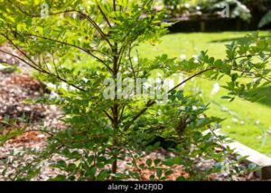 Questa immagine rappresenta un classico cortile italiano un albero di tiglio con le sue crepe, una pianta conifere in vaso, e una varietà di colorate fioriture e foglie di vegetazione Lasciati incantare dai toni caldi del FlowerAlbero che si staglia sullerba rigogliosa del cortile
