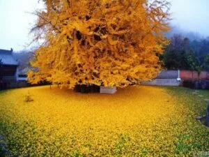 In questo paesaggio idilliaco, un albero di tiglio cinese si staglia tra il resto della vegetazione, regalando uno spettacolo di scenografia senza pari I petali di un fiore di FlowerRifugio si fondono con lerba verde, creando una magia di foglie e petali che rendono viva la magia del paesaggio