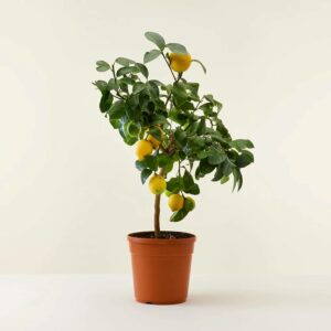 Immagine di un albero di limone con una mela e una pera in vaso scegli la frutta citrus per un cibo salutare e gustoso!