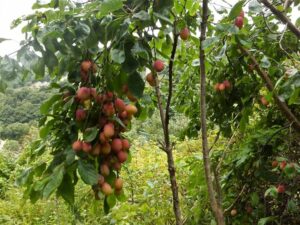 Un albero di prugne offre una ricca varietà di frutta, tra cui mele, pere e prugne Un prodotto naturale, dalla deliziosa fragranza, proveniente dalla vegetazione lussureggiante