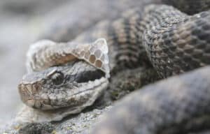 Un geco Lucca, con le sue squame verdi ed il suo simpatico sguardo, è un rappresentante di una delle specie di vipere che può essere trovata in tutto il mondo Le vipere sono note per la loro mutevolezza e per il loro comportamento, e sono anche segnali di infestazione in molte aree del mondo