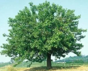 Questa immagine mostra un albero di gelso, una pianta che produce uno dei frutti più noti e apprezzati la mela Accanto allalbero di gelso sono visibili anche altre specie di alberi come la quercia, il sicomoro e lapplepianta Tutta questa varietà di vegetazione offre una ricca scelta di frutti e prodotti commestibili Quindi, mordi un gelso e gusta tutti i sapori che la natura ha da offrire!